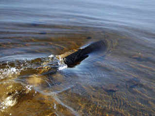 Carp swimming away